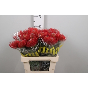 Leuco Ayoba Red