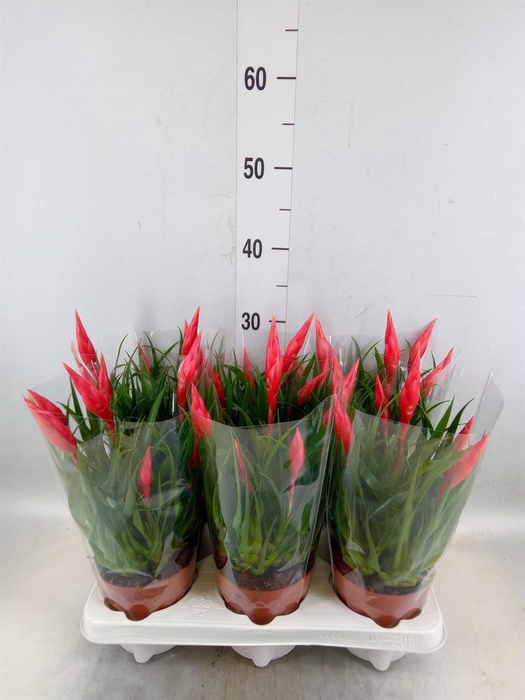 <h4>Vriesea  'Astrid'</h4>