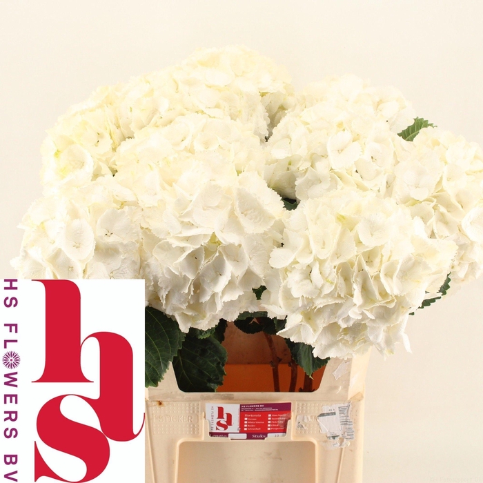 <h4>HYDR M SCHNEEBALL</h4>