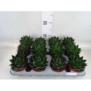 Aloe aristata 'Cosmo'