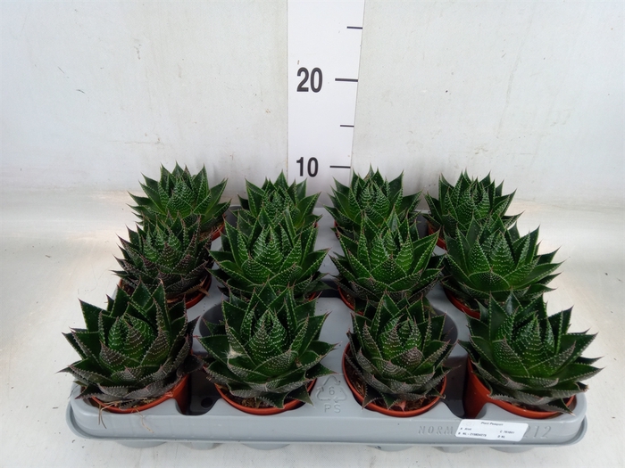 <h4>Aloe aristata 'Cosmo'</h4>
