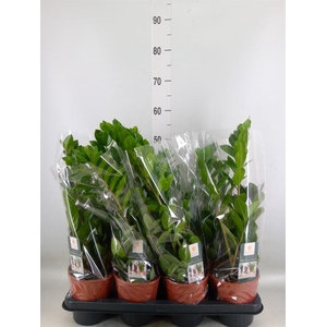 Zamioculcas zamiifolia