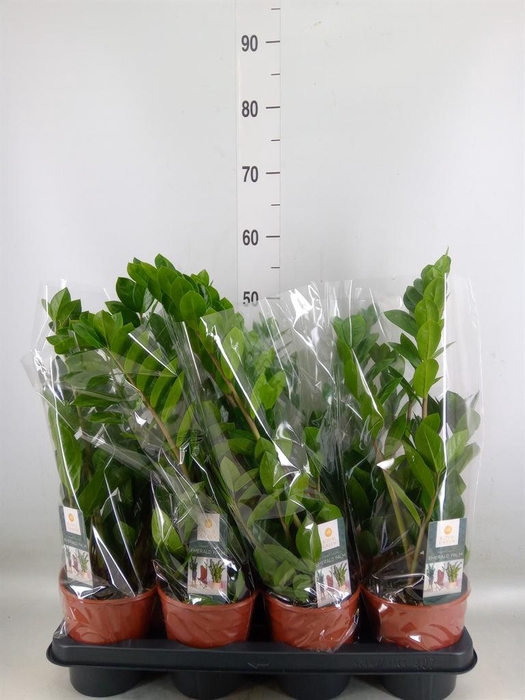 <h4>Zamioculcas zamiifolia</h4>