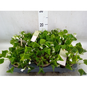 Oxalis trian. ssp papilion.