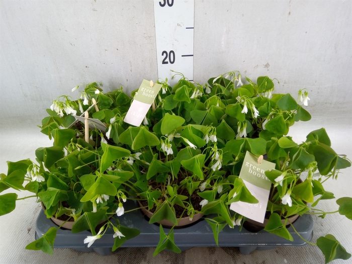 <h4>Oxalis trian. ssp papilion.</h4>
