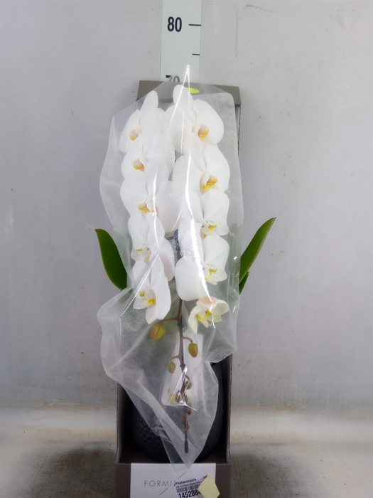 <h4>Phalaenopsis   ...white</h4>