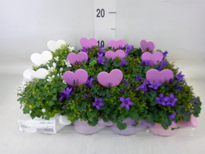 <h4>Campanula porten.</h4>