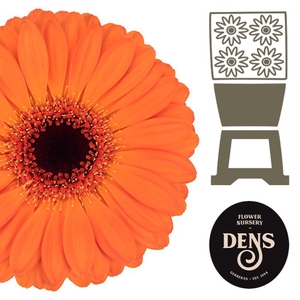 Germini Allure Diamond