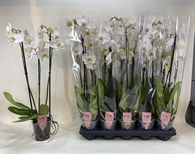 <h4>PHAL OV WIT</h4>