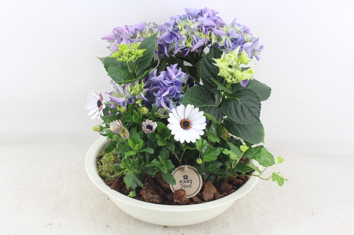 <h4>arr4 Outdoor PL - Hort. blauw zink creme schaal</h4>