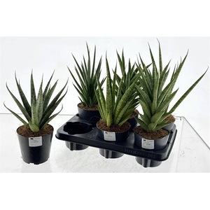 Sansevieria 12Ø 45cm