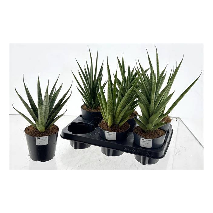 <h4>Sansevieria 12Ø 45cm</h4>