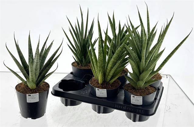 Sansevieria 12Ø 45cm