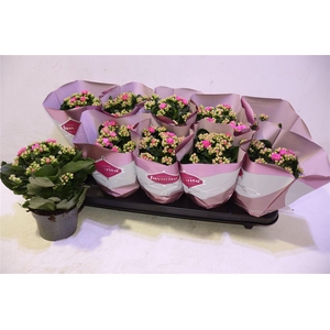 arr8 Kalanchoe Double Deluxe Pink