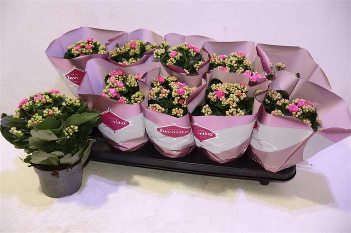 <h4>arr8 Kalanchoe Double Deluxe Pink</h4>