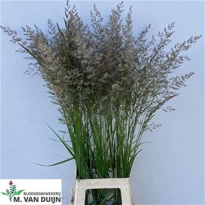 <h4>Siergras Calamagrostis Brachy</h4>