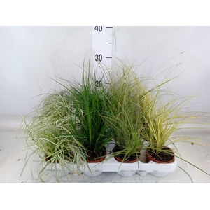 Carex   ...mix