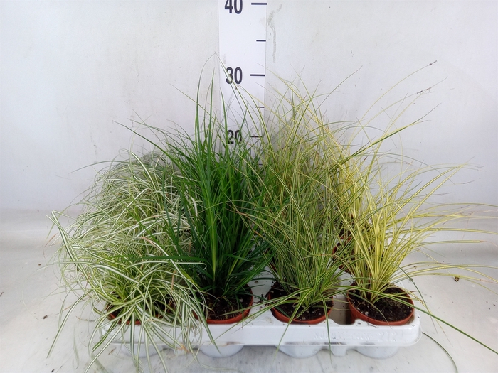 <h4>Carex   ...mix</h4>