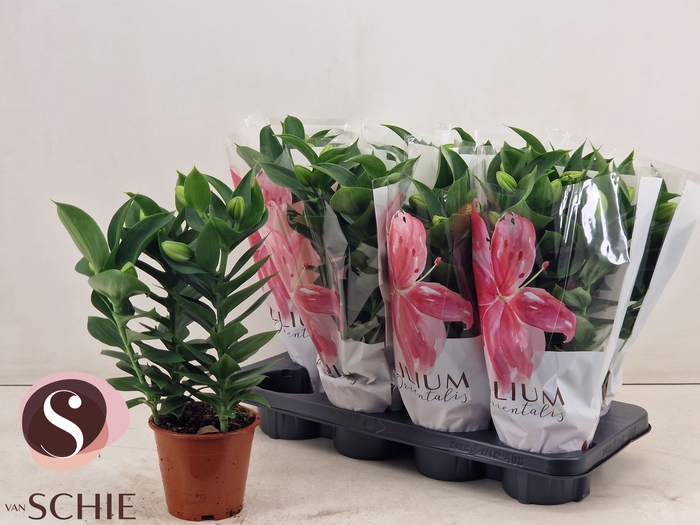 <h4>LIL OR SOUVENIR</h4>