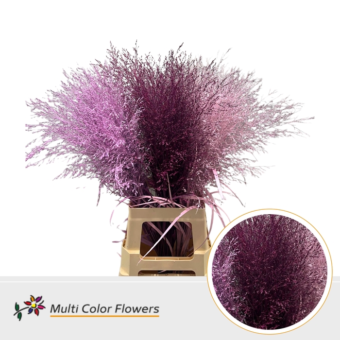 <h4>Panicum Love Mix</h4>