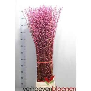 SALIX  SN FLA KLB H%