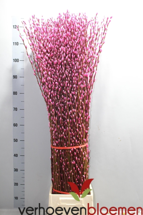 <h4>SALIX  SN FLA KLB H%</h4>