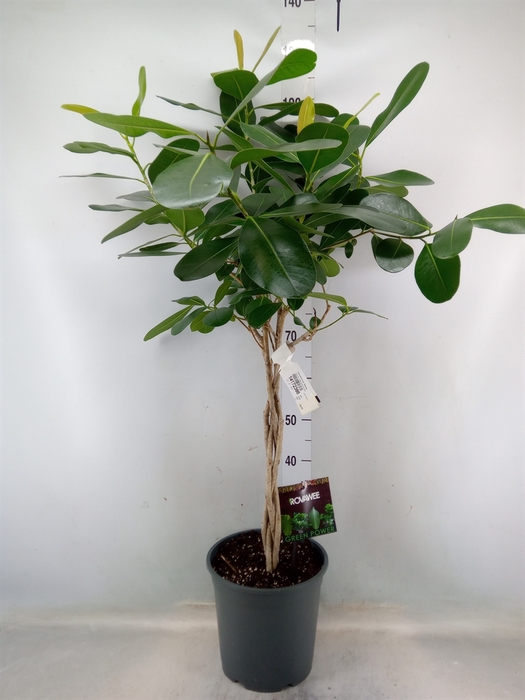 <h4>Ficus microcarpa 'Ginseng'</h4>