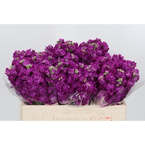 Matthiola Incana Cerice