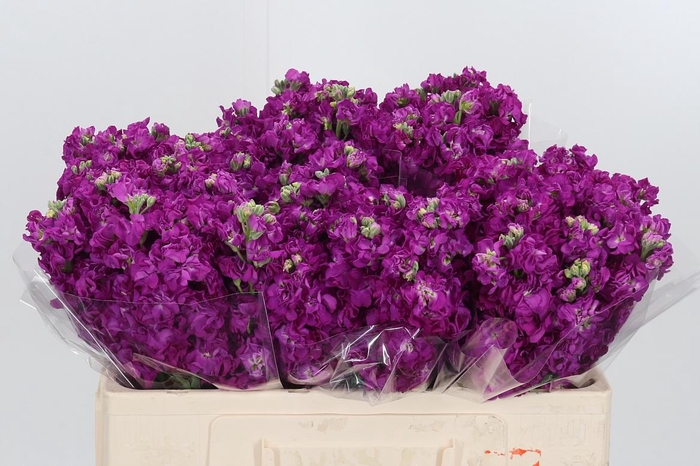 <h4>Matthiola Incana Cerice</h4>