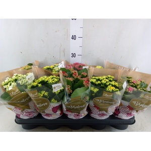 Kalanchoe blos. 'Rosalina'  ..mix 6