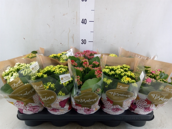 <h4>Kalanchoe blos. 'Rosalina'  ..mix 6</h4>