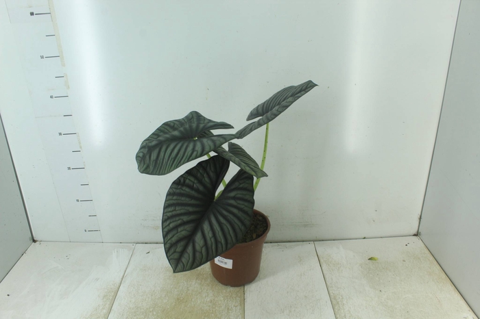 <h4>ALOCASIA NEBULA IMPERIALIS P17</h4>