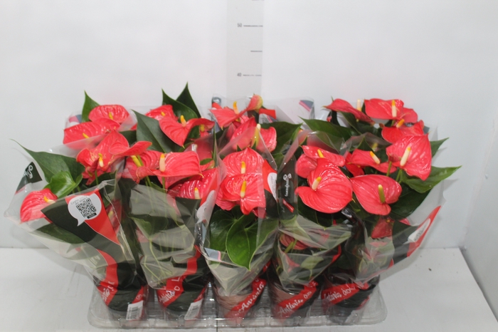 <h4>ANTHURIUM ESUDO P12</h4>