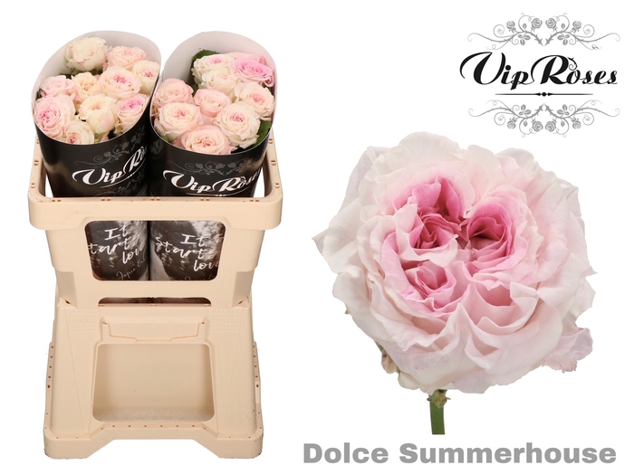 R GR DOLCE SUMMERHOUSE