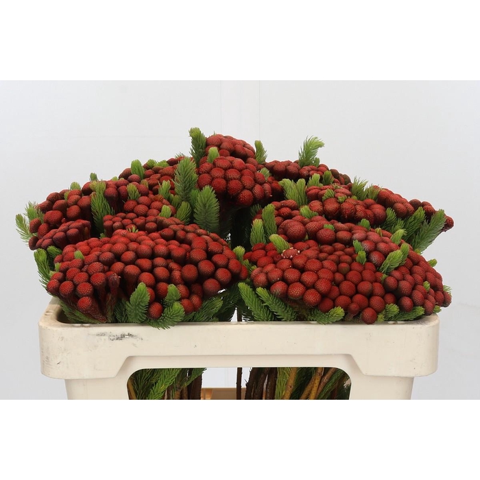 <h4>Kaaps Groen Alb. Red</h4>