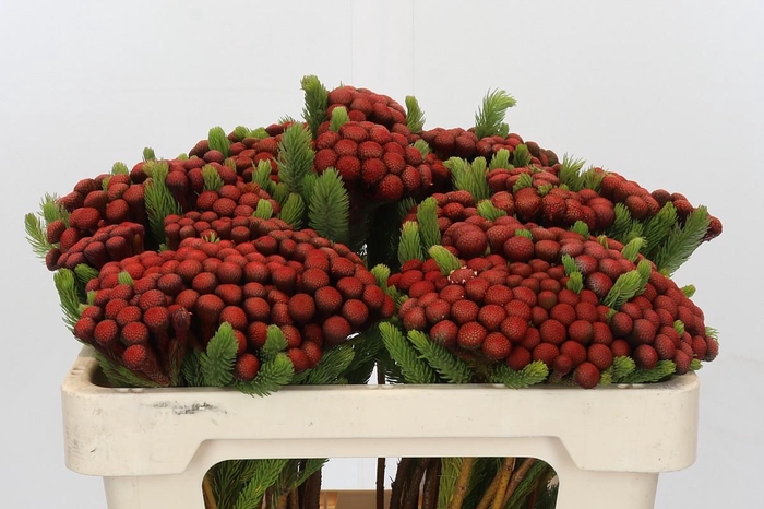 Kaaps Groen Alb. Red