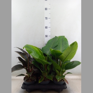 Philodendron  'Imperial Green'