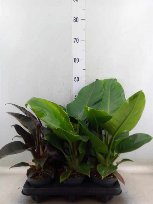 <h4>Philodendron  'Imperial Green'</h4>