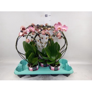 Phalaenopsis   ...