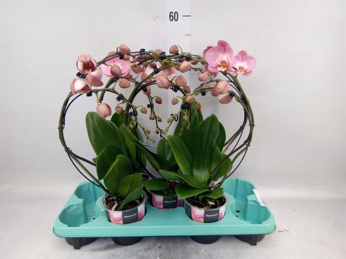 <h4>Phalaenopsis   ...</h4>