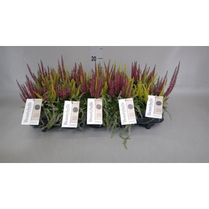 Calluna vulg. 'BeautyS Beautybelle'