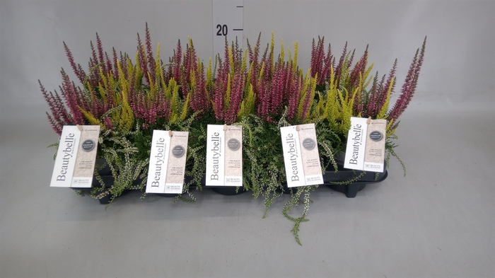 <h4>Calluna vulg. 'BeautyS Beautybelle'</h4>