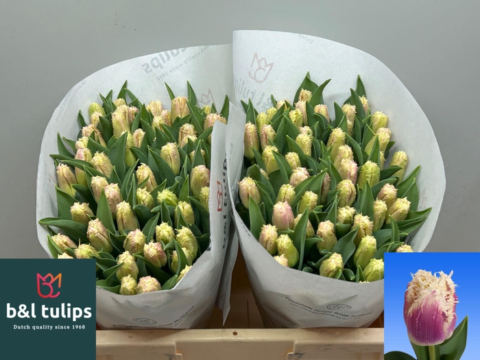 <h4>TU FR HAWAII</h4>