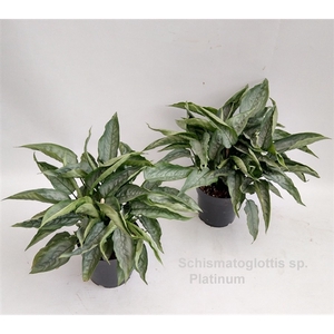 Schismatoglottis sp. Platinum 14cm