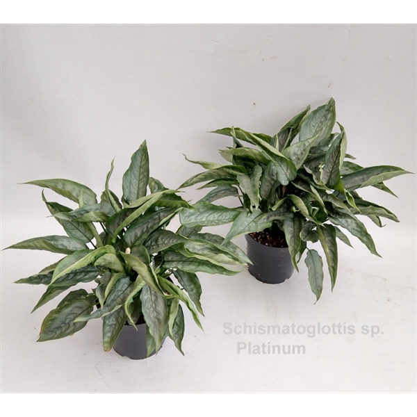 <h4>Schismatoglottis sp. Platinum 14cm</h4>