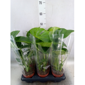Monstera   ...