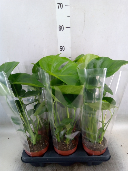 <h4>Monstera   ...</h4>