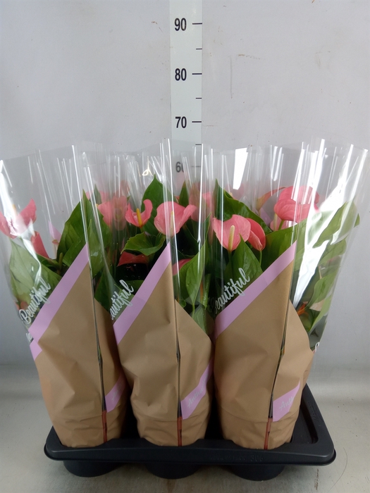 <h4>Anthurium andr. 'Pink Explosion'</h4>