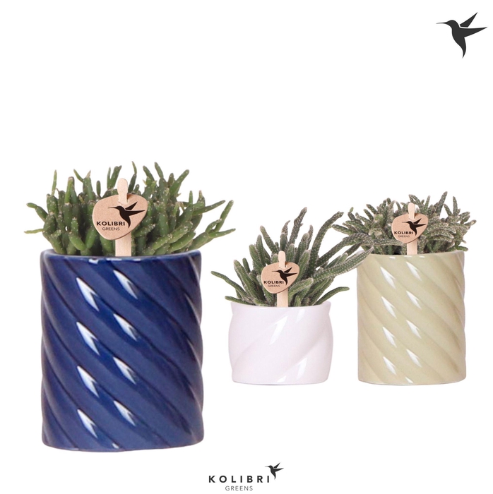 <h4>Kolibri Greens Rhipsalis mix in Candy pot blue mix</h4>