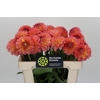 Dahlia Santa Lucia
